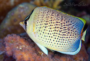 Peppered Butterflyfish in Digga Thila - South Ari Atoll
... by Boris Pamikov 